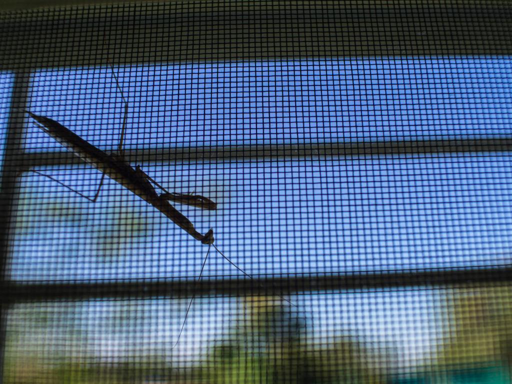 Not All Screens Keep The Bugs Out, Does Yours?
