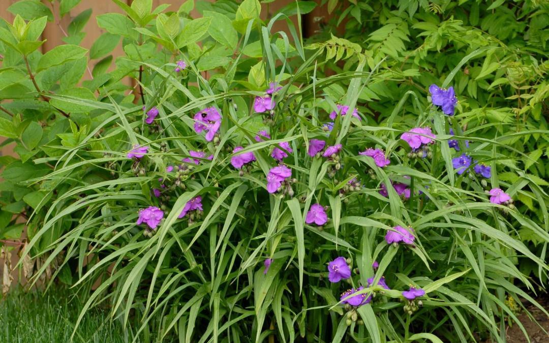 Enjoy Your Outdoor Living Area More with These Drought Resistant Plants