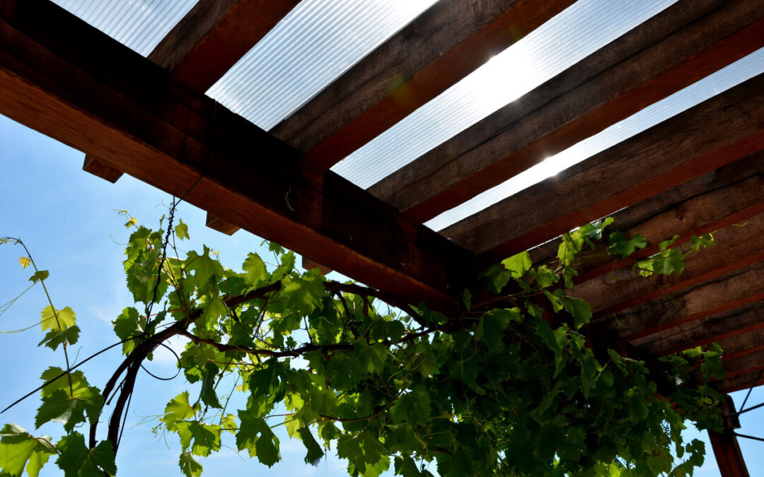 Plants, Pergola, And Peace? What Are The Best Plants To Decorate Your Pergola With?